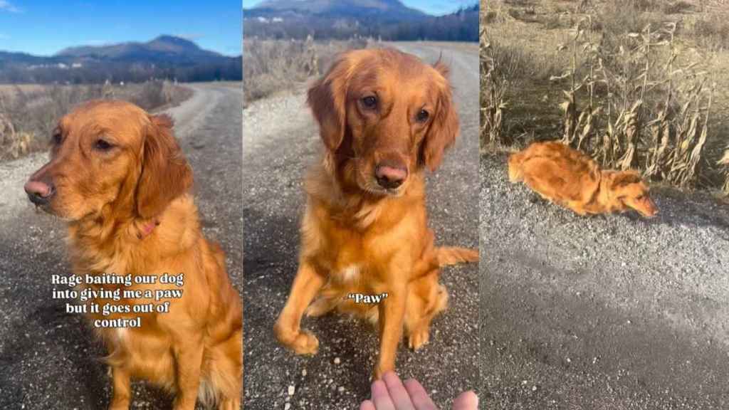 Golden Retriever Tired of Giving Paw in Hilarious Video