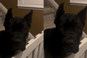 Video Shows Dog Waiting Up for Mom While Everyone Goes to Bed