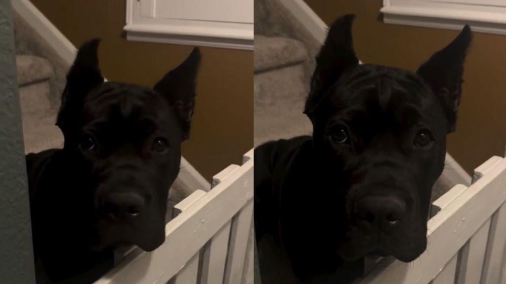 Video Shows Dog Waiting Up for Mom While Everyone Goes to Bed