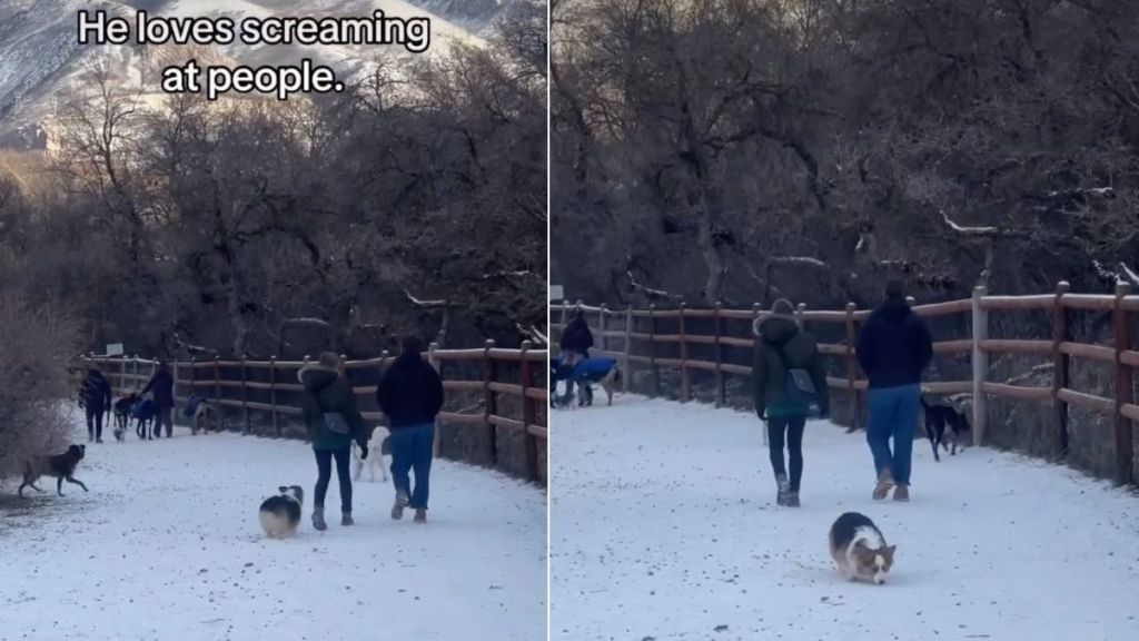 Video: This Dog's 'Favorite Activity' Will Truly Surprise You