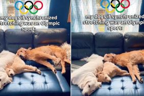 Video: Golden Retrievers' Stretches Are Unbelievably Synchronized