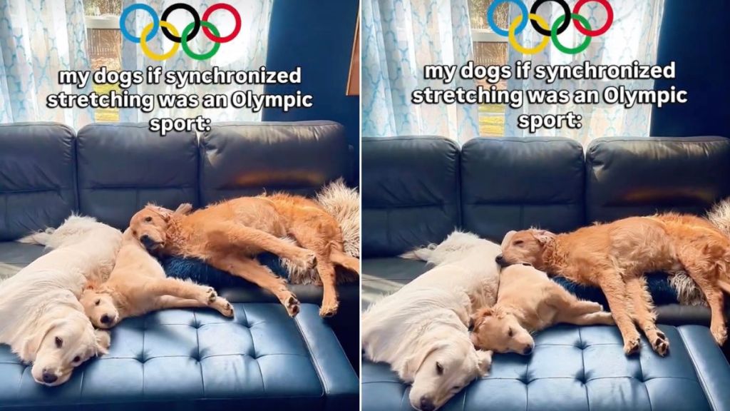 Video: Golden Retrievers' Stretches Are Unbelievably Synchronized