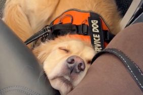 Video: Golden Retriever Can Barely Stay Awake While Flying