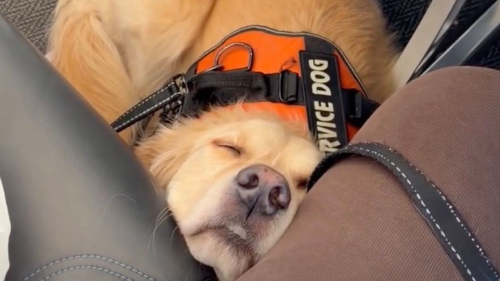 Video: Golden Retriever Can Barely Stay Awake While Flying