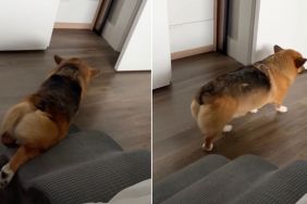 Video: Corgi Does This Instead of Walking Down His Stairs