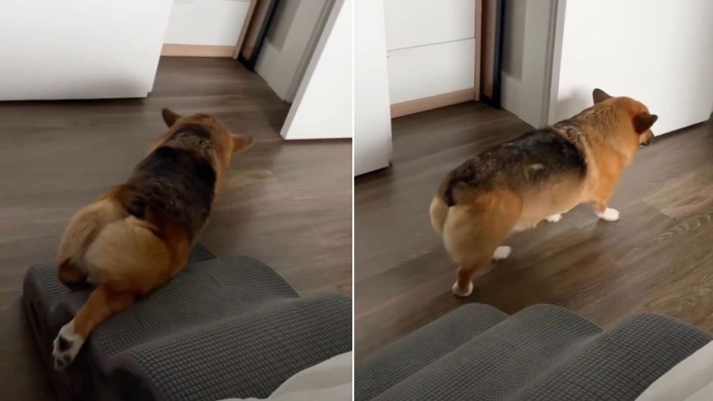 Video: Corgi Does This Instead of Walking Down His Stairs