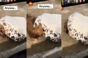 Video Shows Dog Using His Bed in the Most Unexpected Way