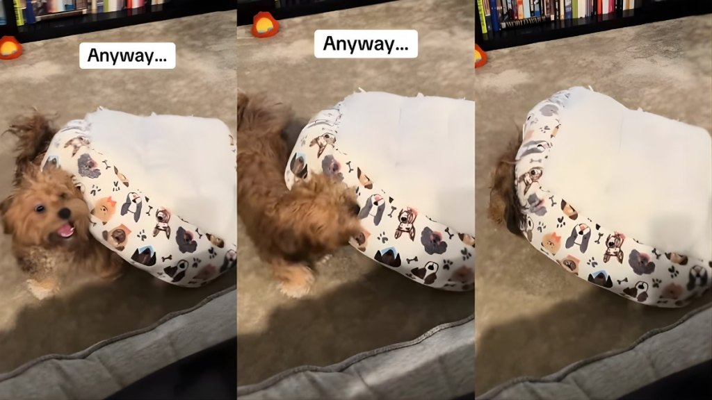 Video Shows Dog Using His Bed in the Most Unexpected Way