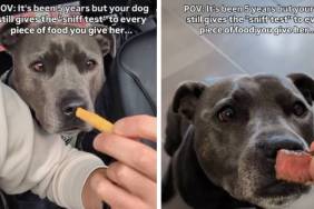 Video: Dog 'Sniff Tests' Everything Owner Gives Her to Eat