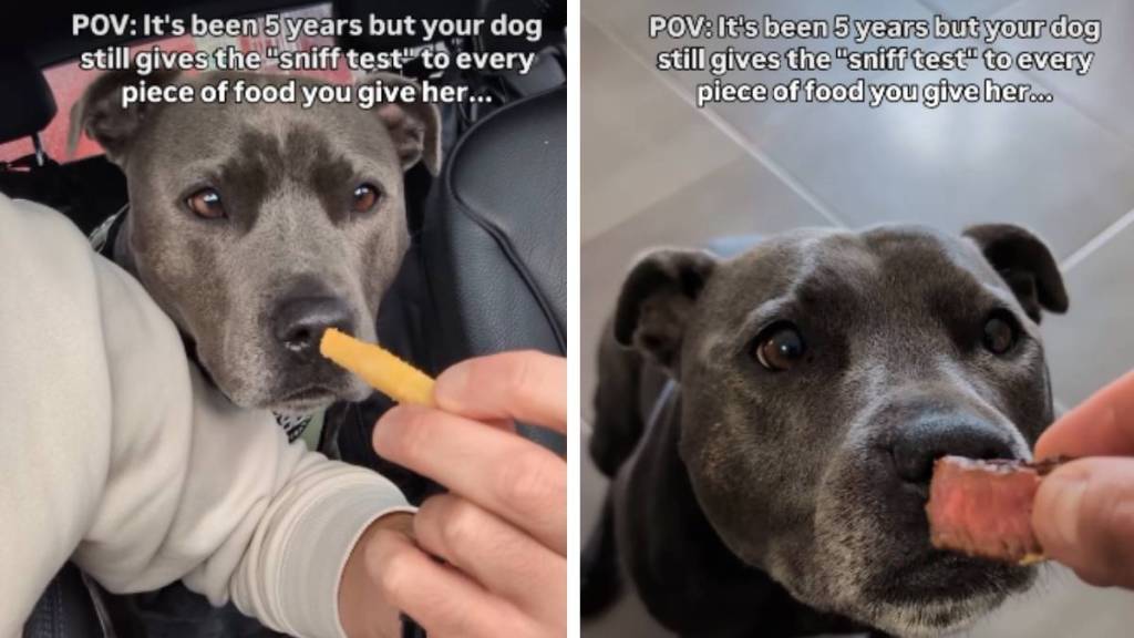 Video: Dog 'Sniff Tests' Everything Owner Gives Her to Eat