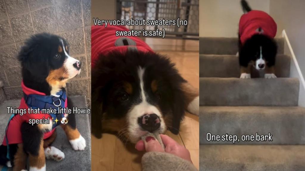 Video Shows Why This Puppy Is So Special