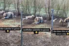 Video: Dog's Attempt to Be Friends With Geese Ends Adorably