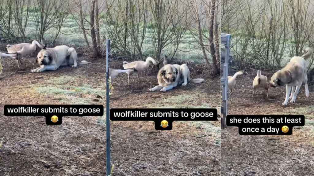 Video: Dog's Attempt to Be Friends With Geese Ends Adorably