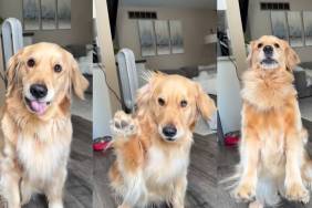 Golden Retriever Loves the Word 'Grandma' a Little Too Much