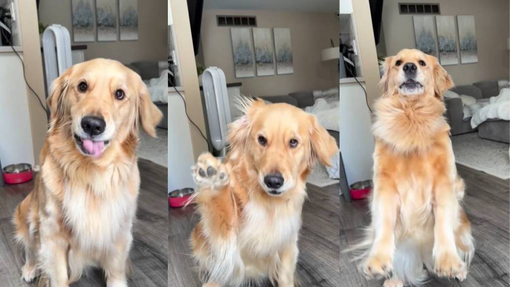 Golden Retriever Loves the Word 'Grandma' a Little Too Much