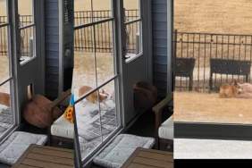 Dog Executes Elaborate Plans to Enjoy a Snow Day in Funny Video