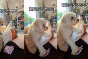 Video: Dog Unexpectedly Guards a Stack of Cash