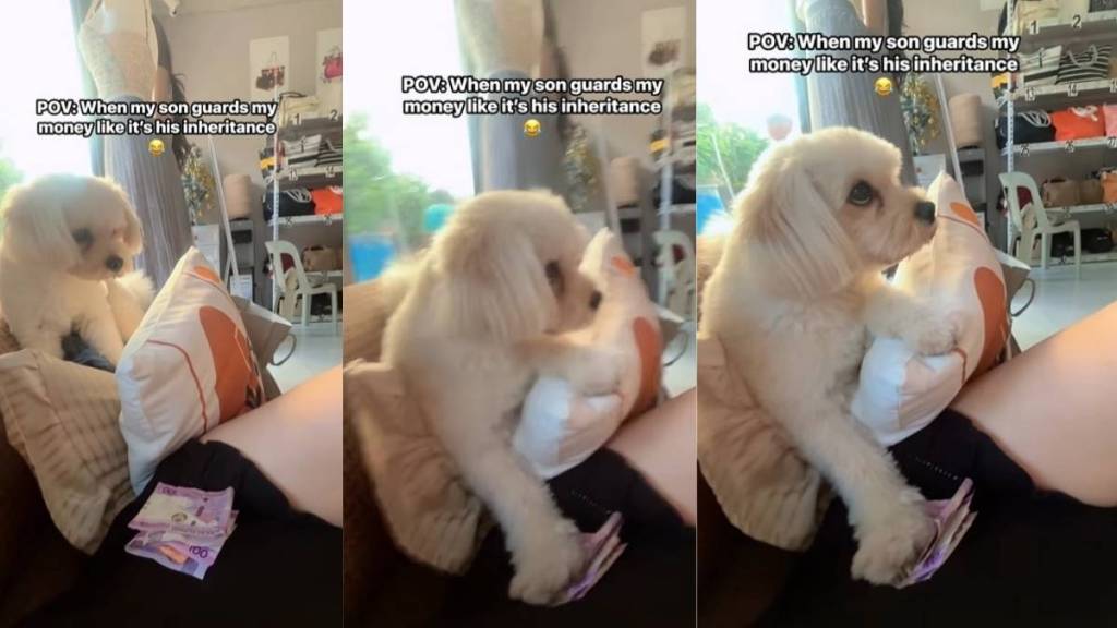 Video: Dog Unexpectedly Guards a Stack of Cash