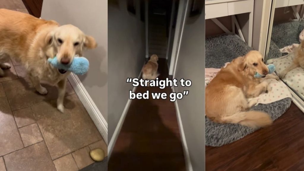 Video: Golden Retriever Leads Mom to Bed After She Gets Home Late