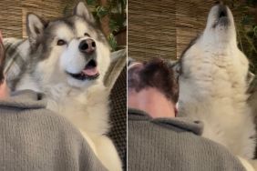 Video: Dog Singing a Duet With Owner Melts Hearts