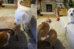 Golden Retriever's Attempt to Get Friendly With Cat Flatly Declined