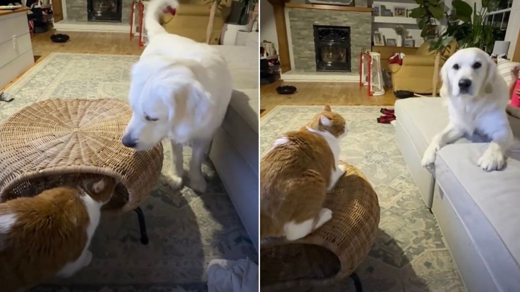 Golden Retriever's Attempt to Get Friendly With Cat Flatly Declined