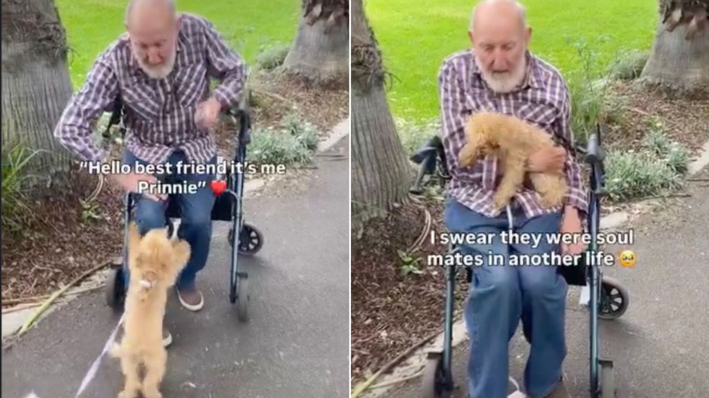 Tiny Dog & Stranger Form Unexpected Friendship in Adorable Video