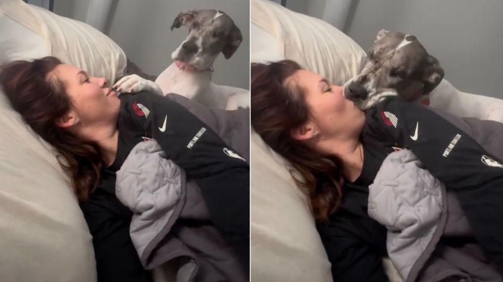 Video: Teenage Great Dane Has Some Things to Say to Owner