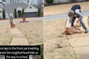 Video: Golden Retriever Waits on Front Yard to Greet Neighborhood Kids