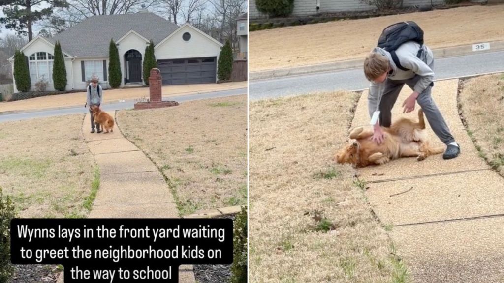 Video: Golden Retriever Waits on Front Yard to Greet Neighborhood Kids