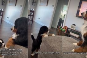 Puppy Is After Older Furry Sibling’s Paw in Cute Video