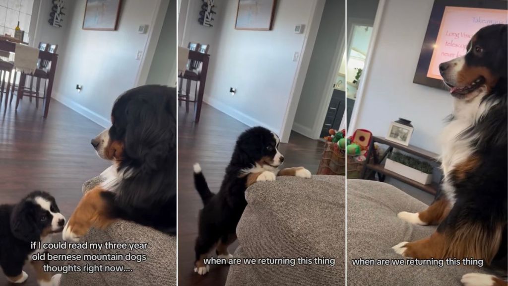 Puppy Is After Older Furry Sibling’s Paw in Cute Video