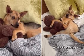 Video: Abandoned Dog Now Has a Whole Room to Himself