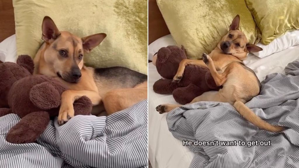 Video: Abandoned Dog Now Has a Whole Room to Himself