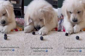 Video: Golden Retriever Puppy Deeply Inspects Blueberries