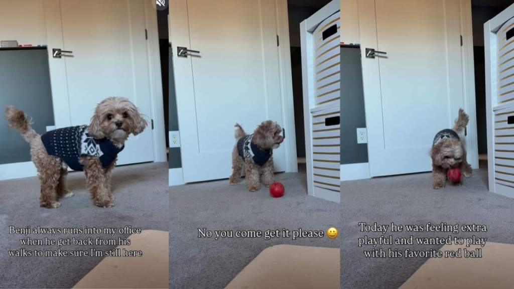 Dog’s First Order of Business After a Walk Is Something Adorable