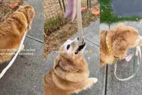 Video: Golden Retriever Prefers Holding Her Own Leash During Walks