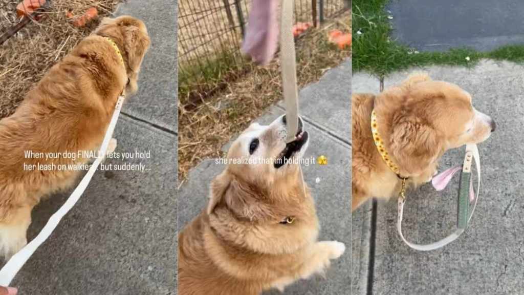 Video: Golden Retriever Prefers Holding Her Own Leash During Walks