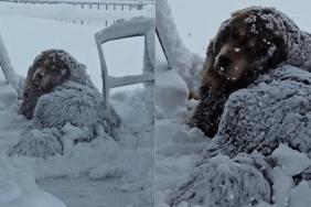 Big Dog Prefers Blizzard to Warm House in Cute Video