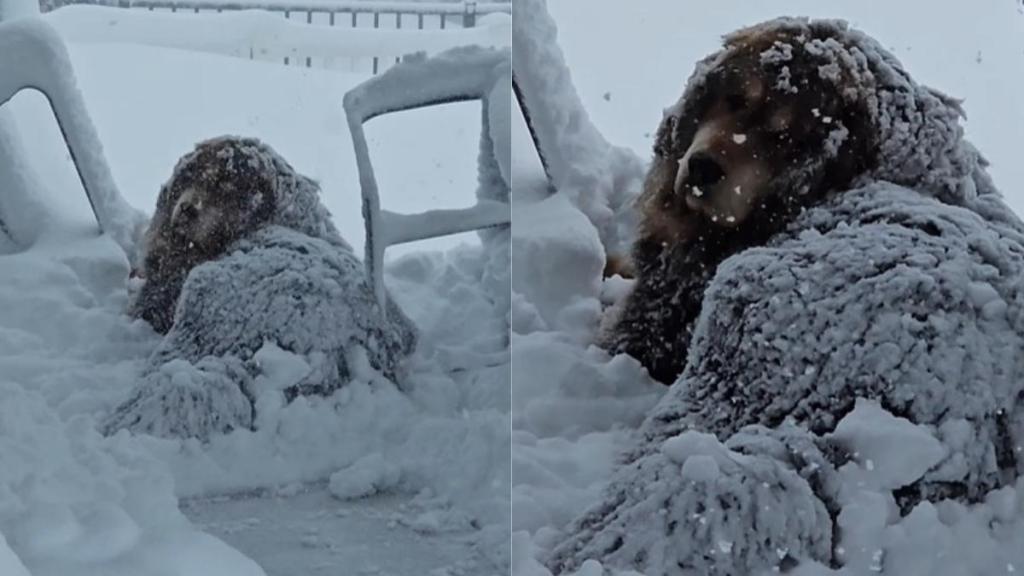 Big Dog Prefers Blizzard to Warm House in Cute Video