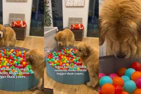 Golden Retrievers Are Very, Very Confused About a Big Ball Pit