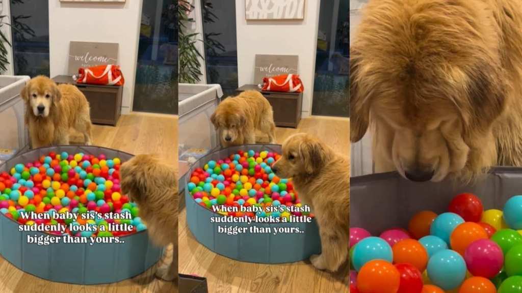 Golden Retrievers Are Very, Very Confused About a Big Ball Pit
