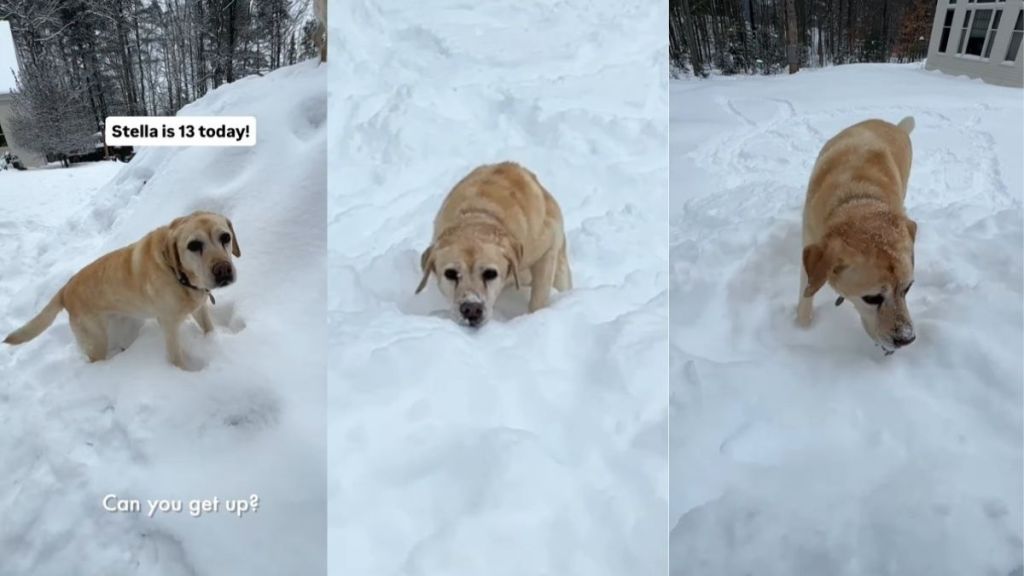 Video: Senior Labrador Climbs Snow Hill Without Breaking a Sweat