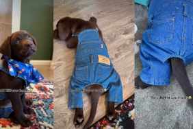 Video: Labrador Puppy Looks Absolutely Adorable in Denim Fit