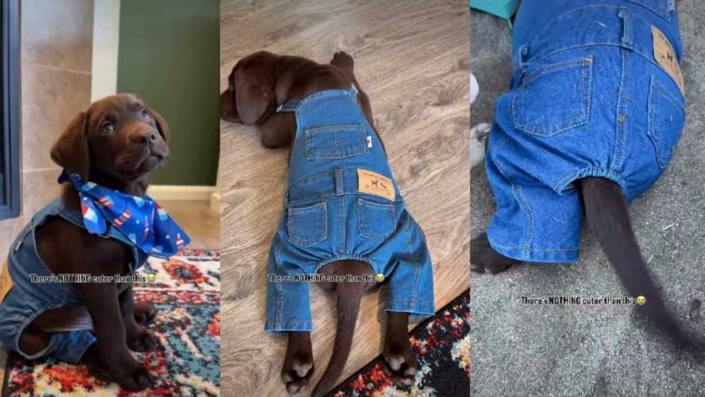 Video: Labrador Puppy Looks Absolutely Adorable in Denim Fit