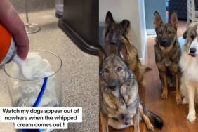 Dogs Come Out of Nowhere When the Whipped Cream Appears