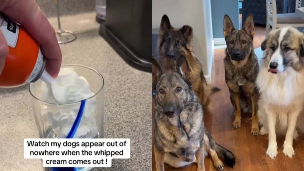 Dogs Come Out of Nowhere When the Whipped Cream Appears