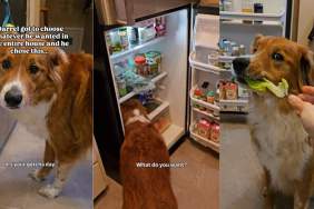 Dog Had the Opportunity to Choose Anything & He Chose This