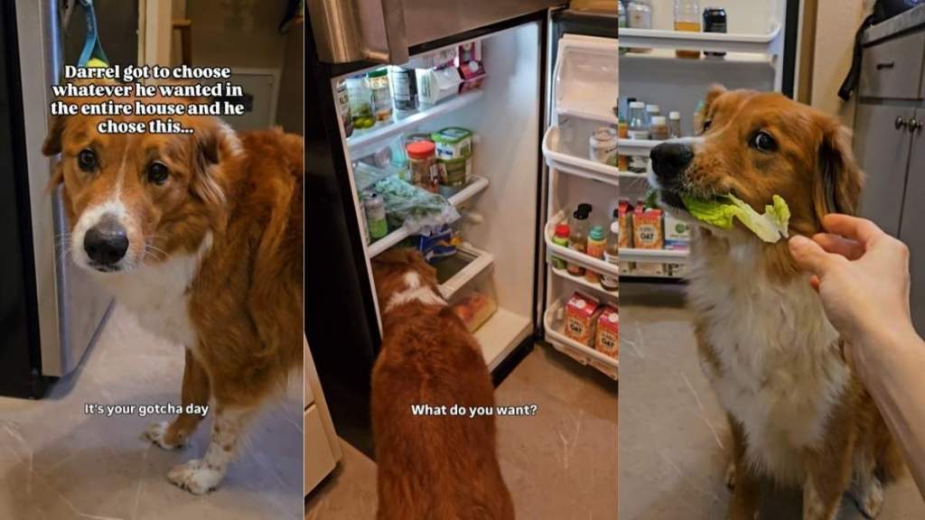 Dog Had the Opportunity to Choose Anything & He Chose This