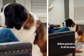 Video: Dog Stares at Guest for Sitting in His Chair